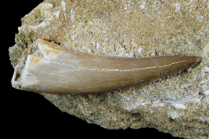 Fossil Plesiosaur (Zarafasaura) Tooth - Morocco #127454